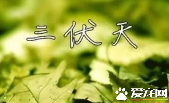 三伏天头伏吃什么好 这些食物多吃对身体有益