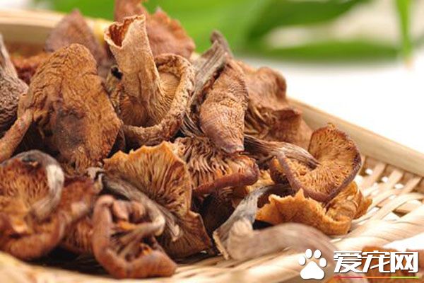 榛蘑怎么洗干净 东北野生榛蘑的营养价值与功效