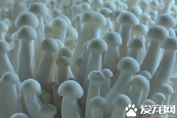 宝宝可以吃白灵菇吗 白灵菇的做法