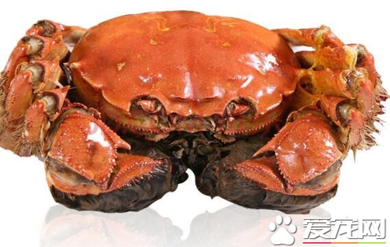 大闸蟹公的好还是母的好 大闸蟹怎么区分公母