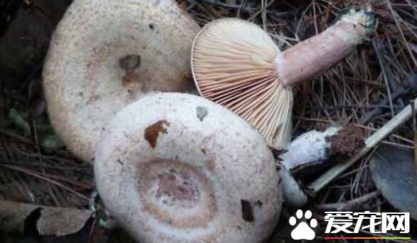 枞树菌多少钱一斤 2017枞树菌价格是多少