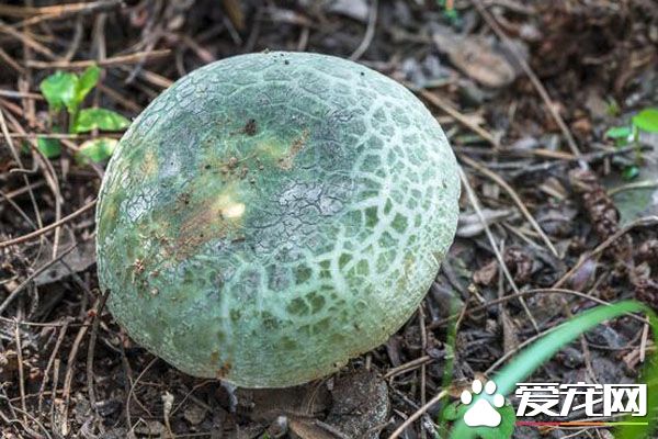 青头菌有毒吗 青头菌怎么保存