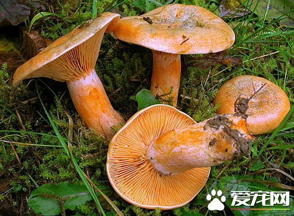 松乳菇的营养价值 松乳菇的功效是什么