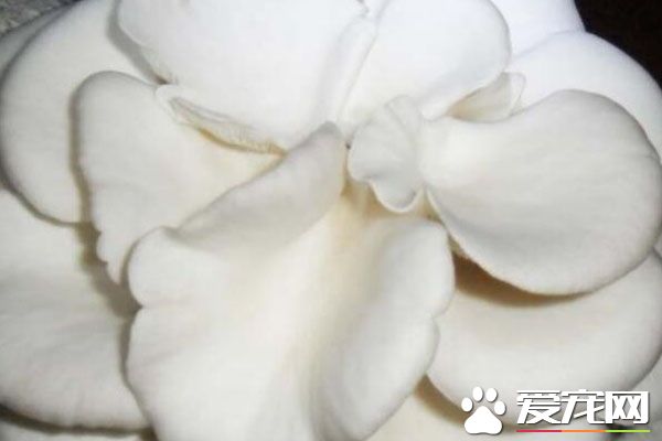 凤尾菇怎么保存 凤尾菇的饮食禁忌