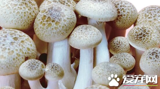 蘑菇不可以和什么一起吃 蘑菇的功效与作用