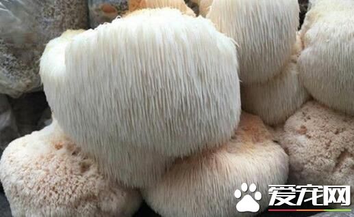 猴头菇是苦的吗 猴头菇怎么去苦味