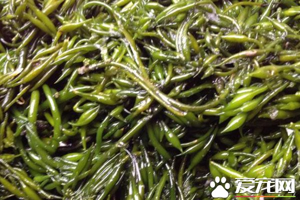 羊栖菜的食用禁忌 羊栖菜可能治疗便秘吗