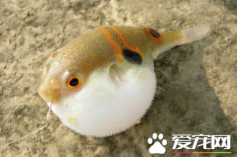 河豚毒素有什么作用 河豚鱼的适用人群