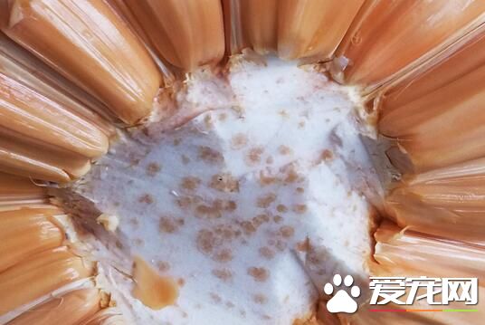 红肉菠萝蜜多少钱一斤 红肉菠萝蜜是转基因水果吗