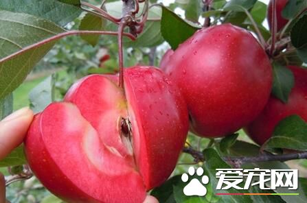 红肉苹果的功效与作用 药用价值有哪些