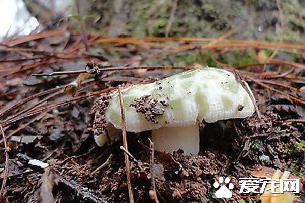 青头菌的功效与作用 烹饪青头菌的注意事项