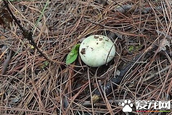 青头菌的功效与作用 烹饪青头菌的注意事项