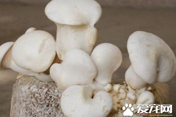 宝宝可以吃白灵菇吗 白灵菇的做法