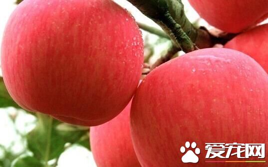 红肉苹果好吃吗 红肉苹果有哪些品种