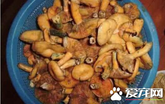 枞树菌几月才有 枞树菌什么时候才有