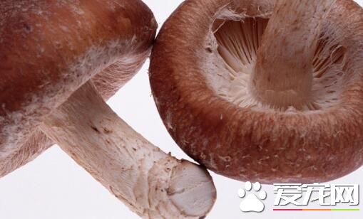 吃蘑菇会发胖吗 吃蘑菇的注意事项