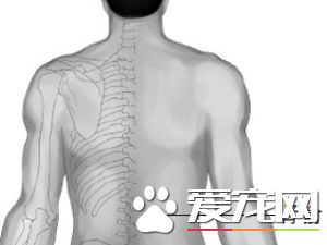 三伏贴鼻炎贴什么位置 贴哪些穴位可以治疗鼻炎