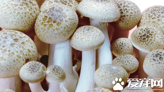 蘑菇发霉了还能吃吗 蘑菇发霉吃了会怎样