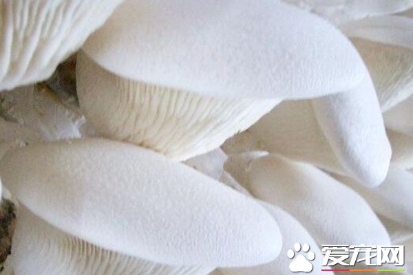 宝宝可以吃白灵菇吗 白灵菇的做法