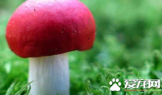 吃蘑菇会发胖吗 吃蘑菇的注意事项