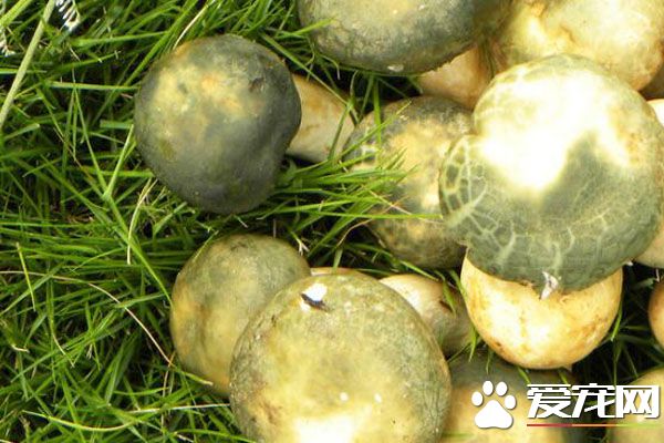 青头菌有毒吗 青头菌怎么保存