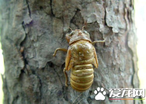 蝉蛹可以保存多长时间 蝉蛹冰冻起来能保存多久