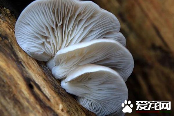 哪些人不能吃凤尾菇 凤尾菇的做法