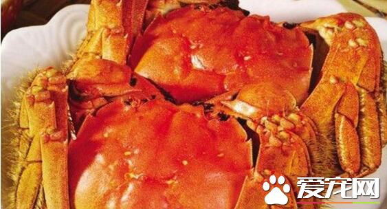 大闸蟹公的好还是母的好 大闸蟹怎么区分公母