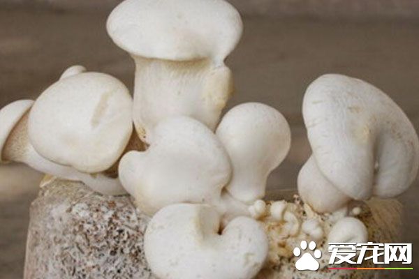 白灵菇的食用禁忌 孕妇能吃白灵菇吗