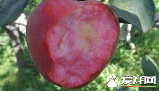 红肉苹果好吃吗 红肉苹果有哪些品种