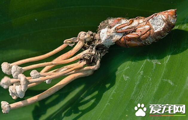 金蝉花可以泡酒吗 金蝉花的泡酒方法功效是什么