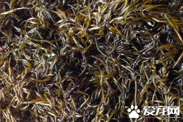 羊栖菜的食用禁忌 羊栖菜可能治疗便秘吗