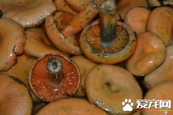 松乳菇的营养价值 松乳菇的功效是什么