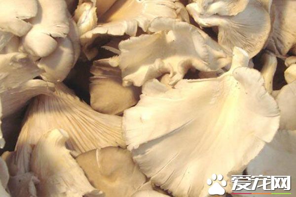 哪些人不能吃凤尾菇 凤尾菇的做法