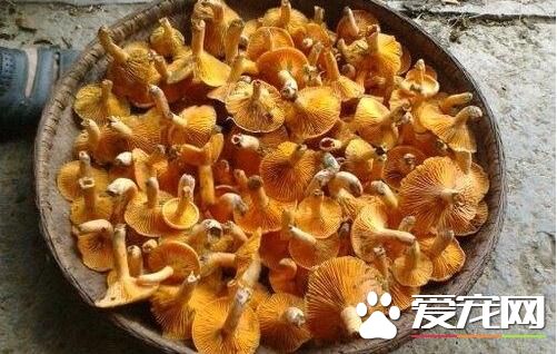枞树菌几月才有 枞树菌什么时候才有