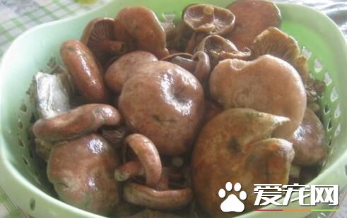 2017重阳菌多少钱一斤 怎么清洗干净