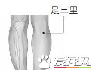 三伏贴鼻炎贴什么位置 贴哪些穴位可以治疗鼻炎