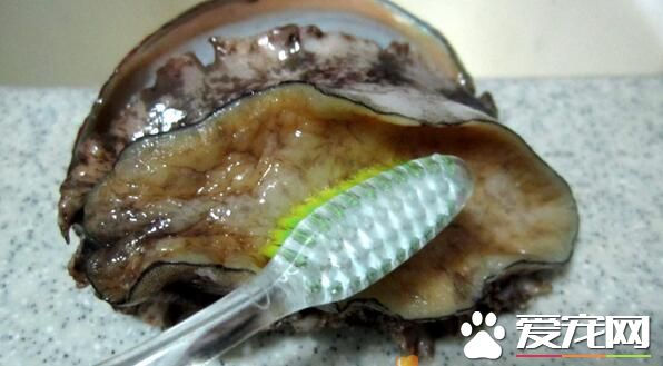 鲍鱼是什么鱼 哪些人不适合吃鲍鱼