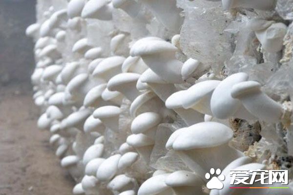 白灵菇的食用禁忌 孕妇能吃白灵菇吗