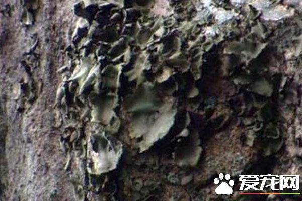 石耳的食用禁忌 石耳的做法