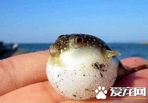 河豚毒素有什么作用 河豚鱼的适用人群