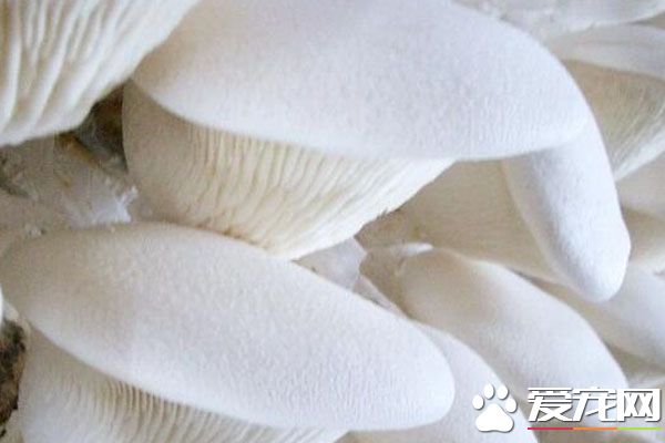 白灵菇的食用禁忌 孕妇能吃白灵菇吗