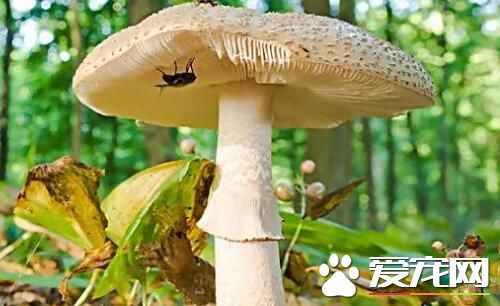 蘑菇吃多了好吗 蘑菇一次吃多少合适