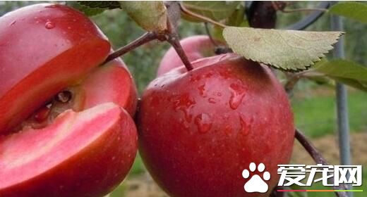 红肉苹果的功效与作用 药用价值有哪些