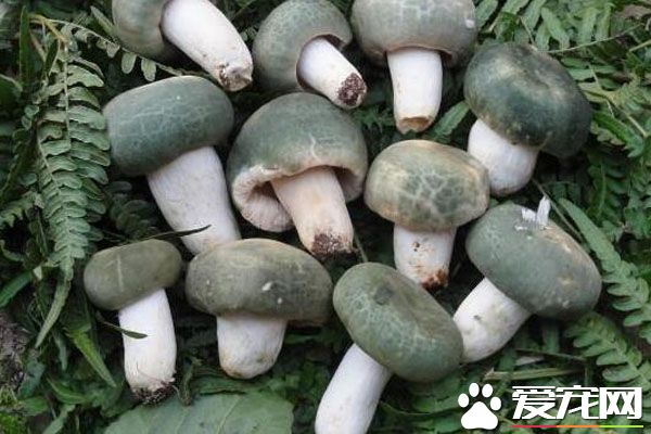 青头菌有毒吗 青头菌怎么保存