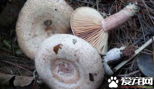 枞树菌可以人工种植吗 怎么鉴别枞树菌是否有毒