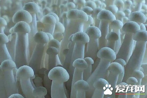 白灵菇的食用禁忌 孕妇能吃白灵菇吗