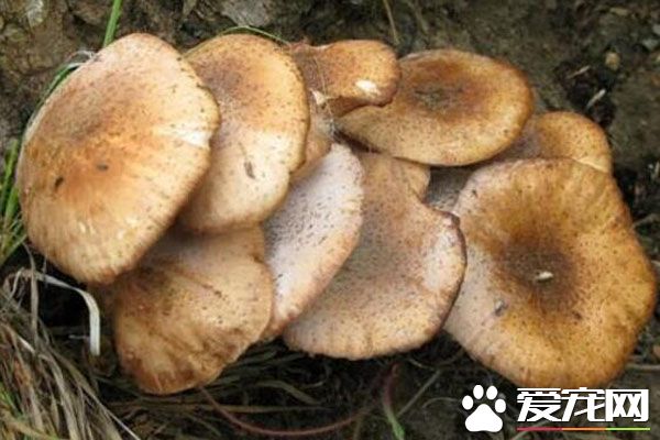 榛蘑怎么洗干净 东北野生榛蘑的营养价值与功效