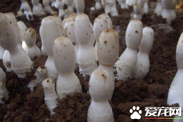 鸡腿菇的功效与作用 鸡腿菇的营养价值