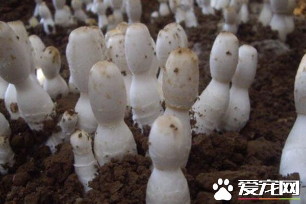 鸡腿菇的适宜人群 鸡腿菇的做法大全